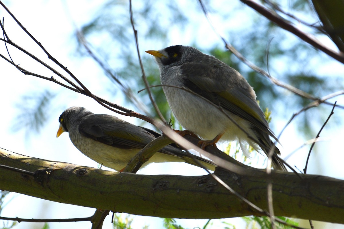 Noisy Miner - Lynn Rafferty