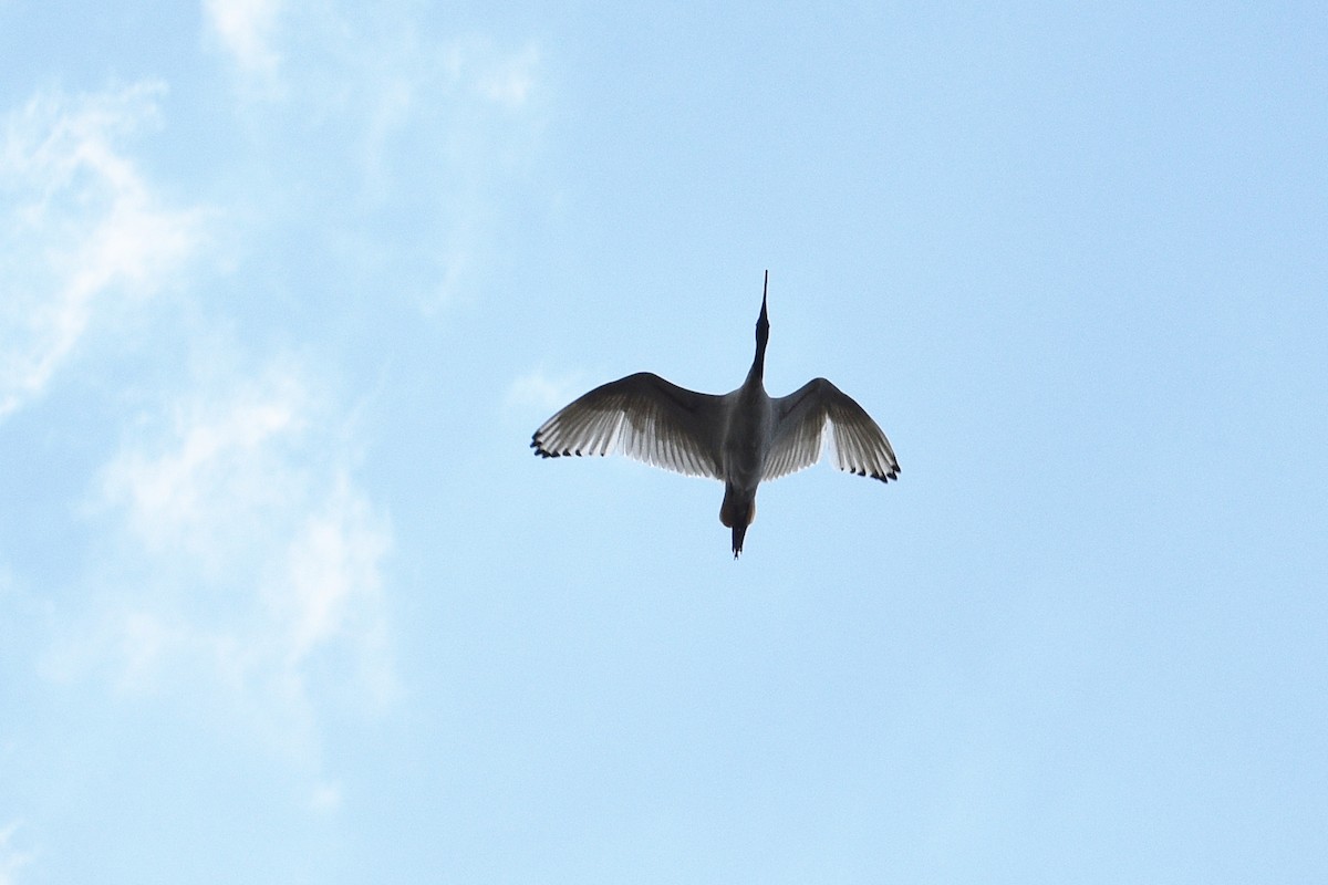 Australian Ibis - ML624534196