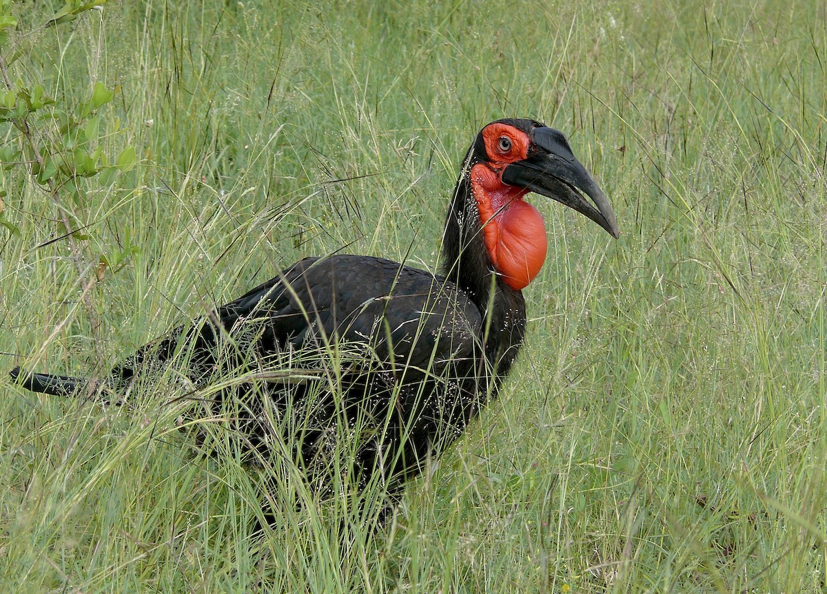 Southern Ground-Hornbill - ML624534199