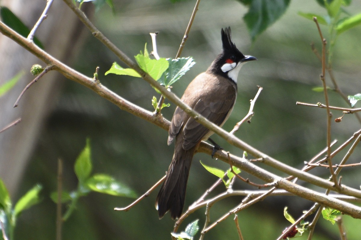 Eastern Whipbird - ML624534201