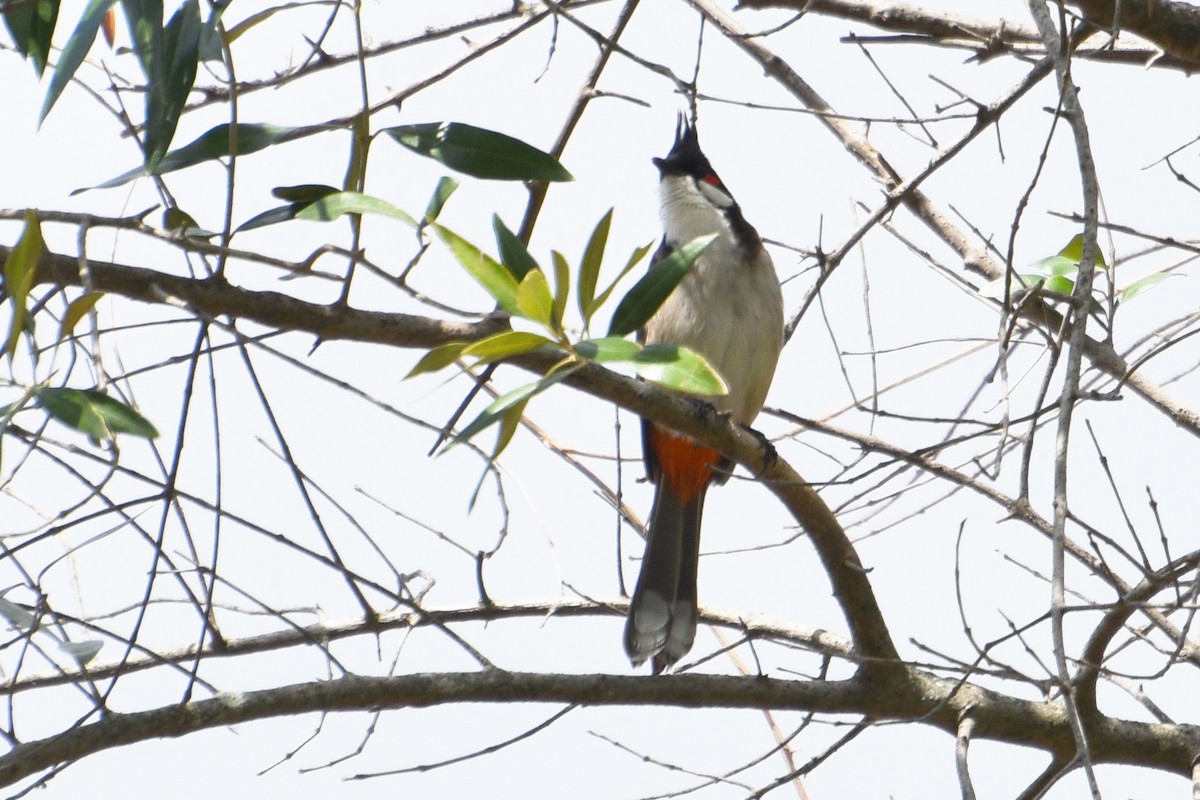 Eastern Whipbird - ML624534203