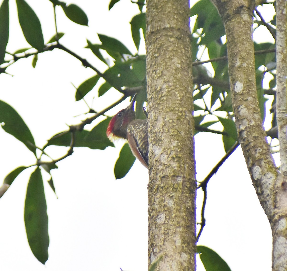 Lesser Yellownape - Sidharth R