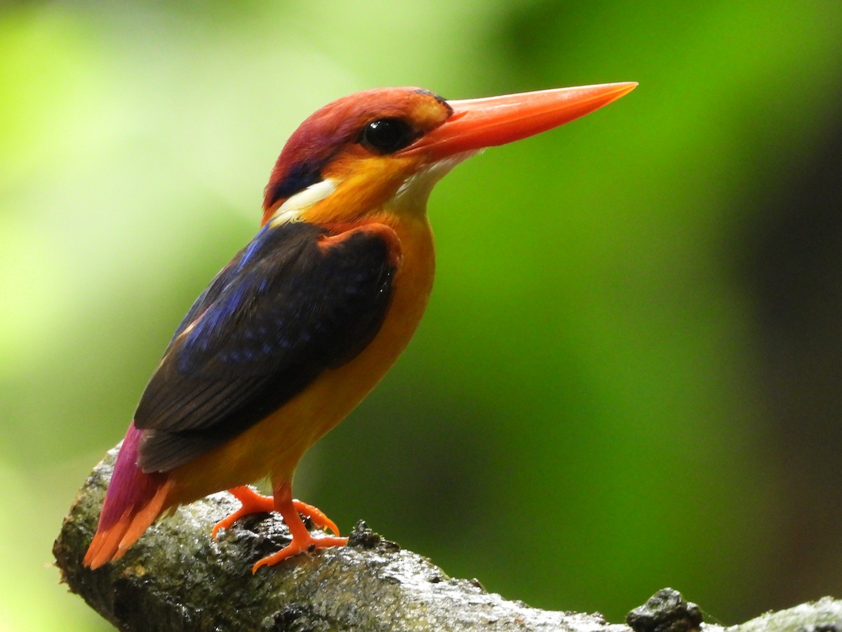 Black-backed Dwarf-Kingfisher - ML624534251