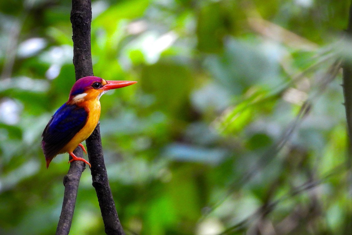 Black-backed Dwarf-Kingfisher - ML624534254