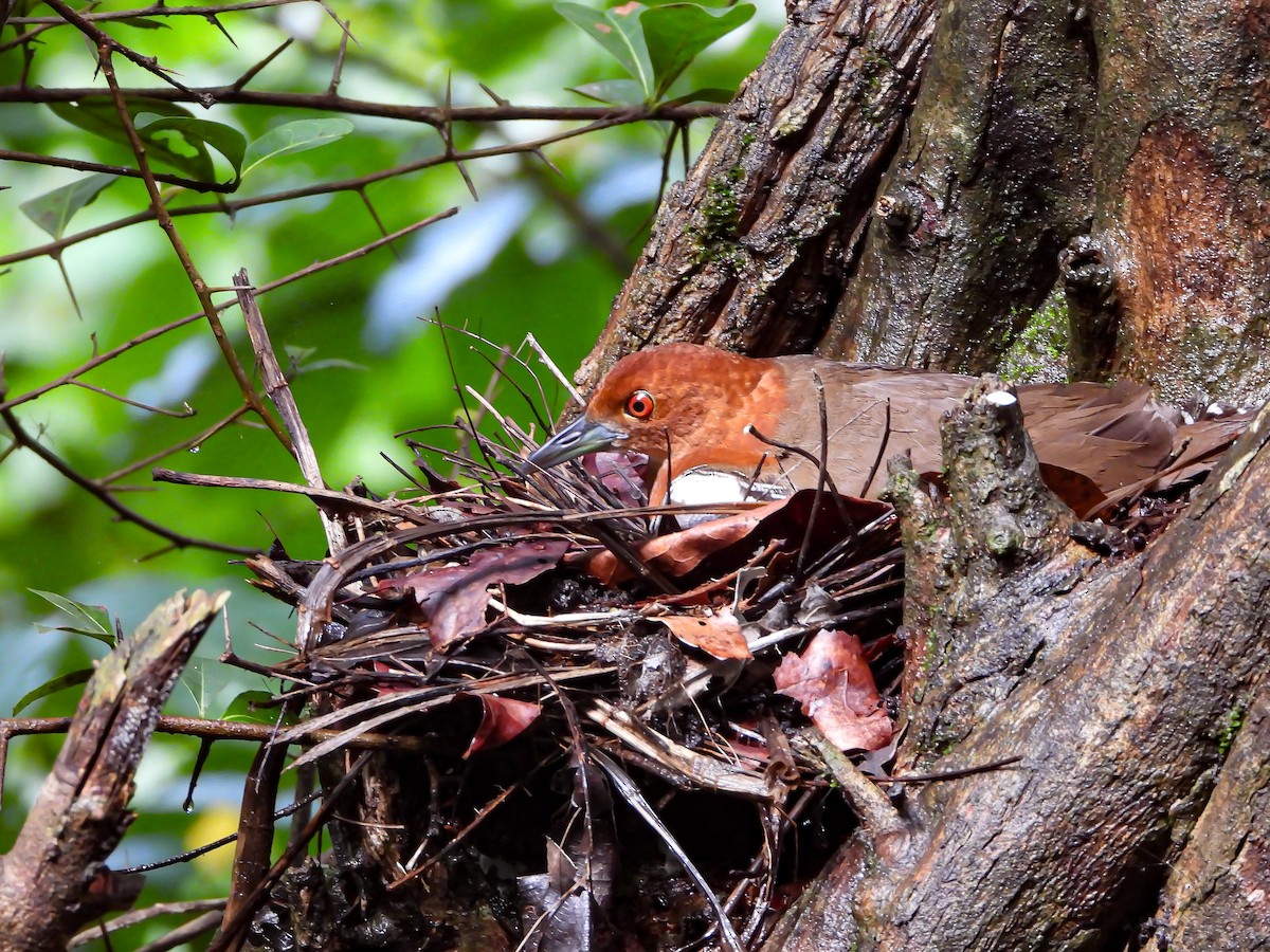 Slaty-legged Crake - ML624534259