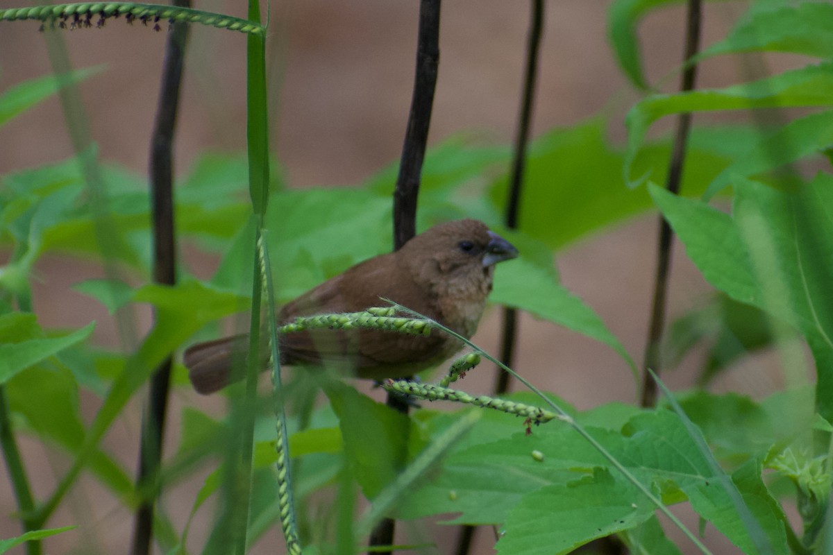 斑文鳥 - ML624534261
