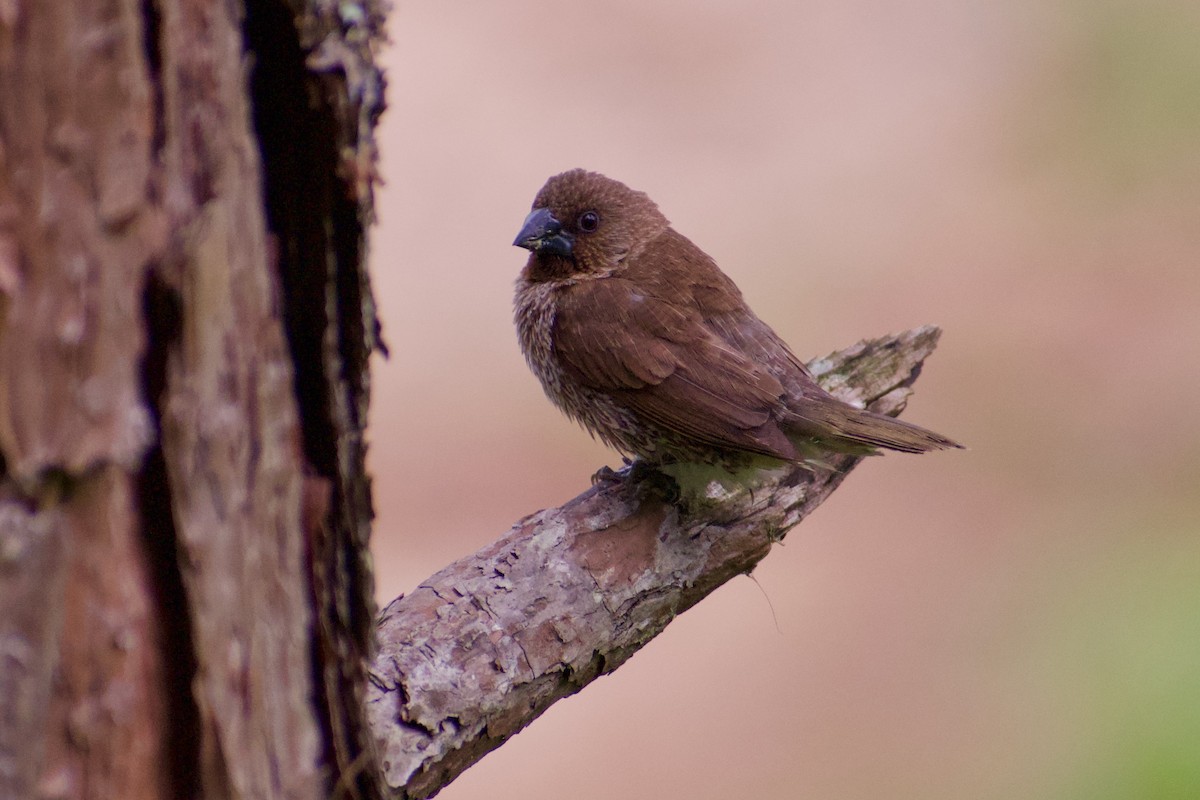 斑文鳥 - ML624534262