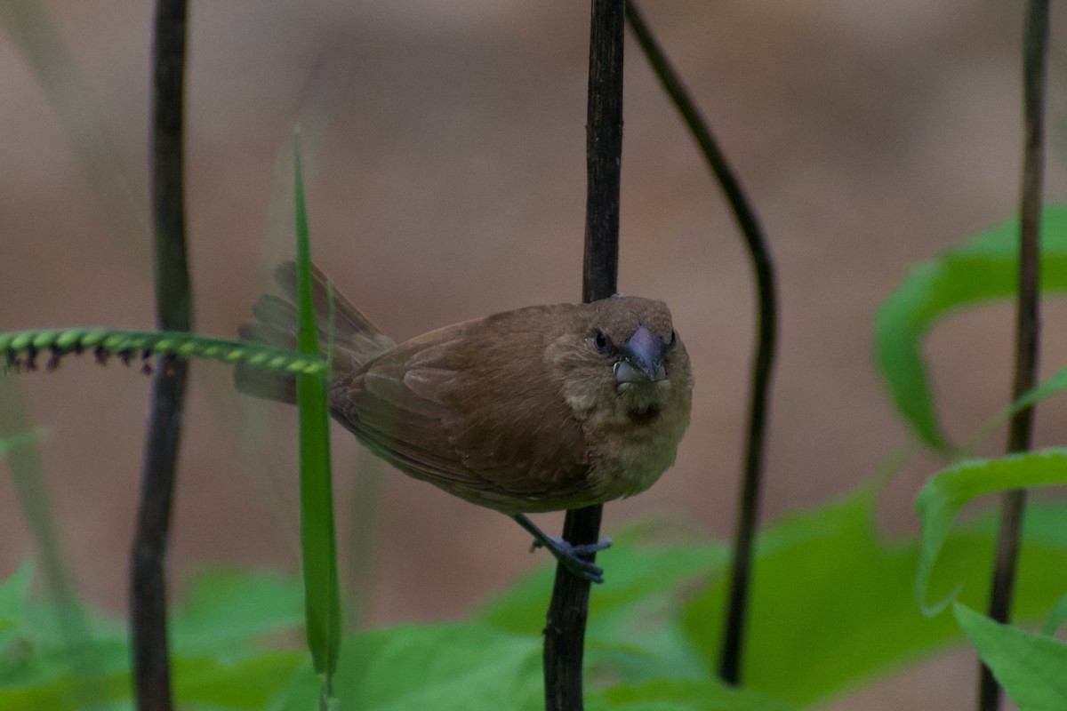 斑文鳥 - ML624534263