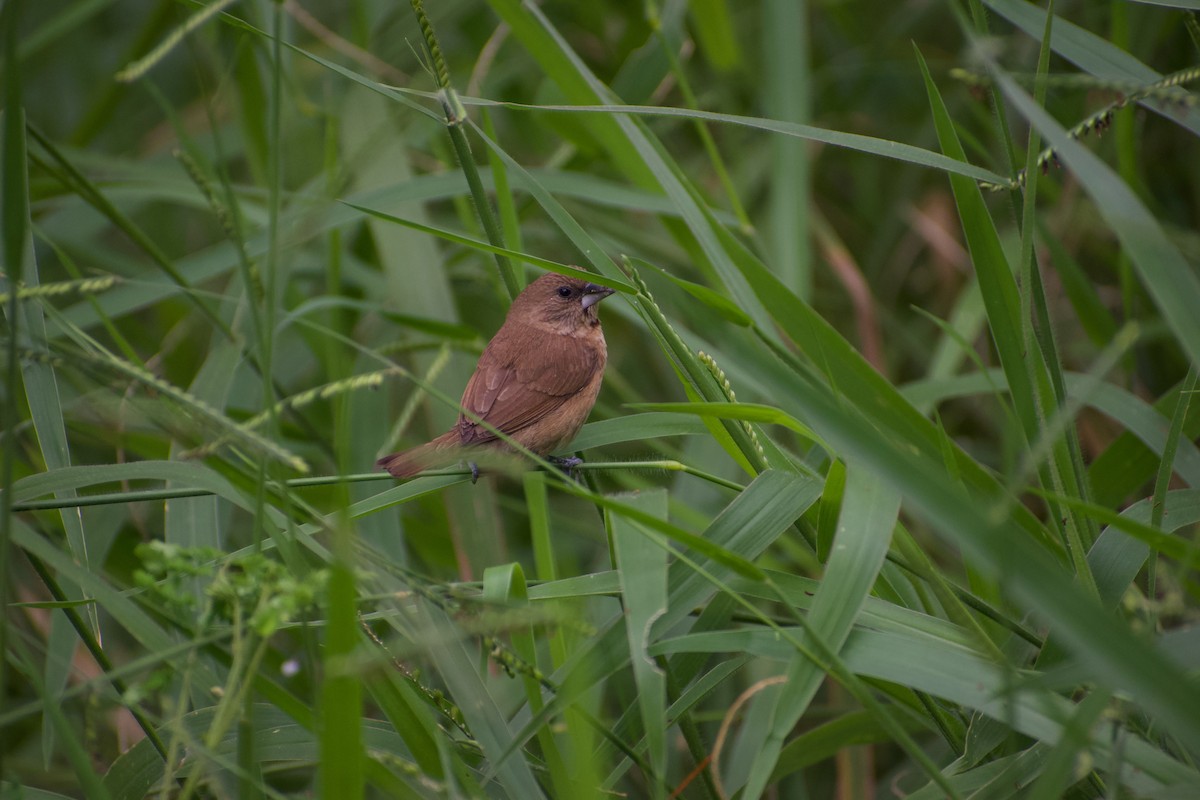 斑文鳥 - ML624534264