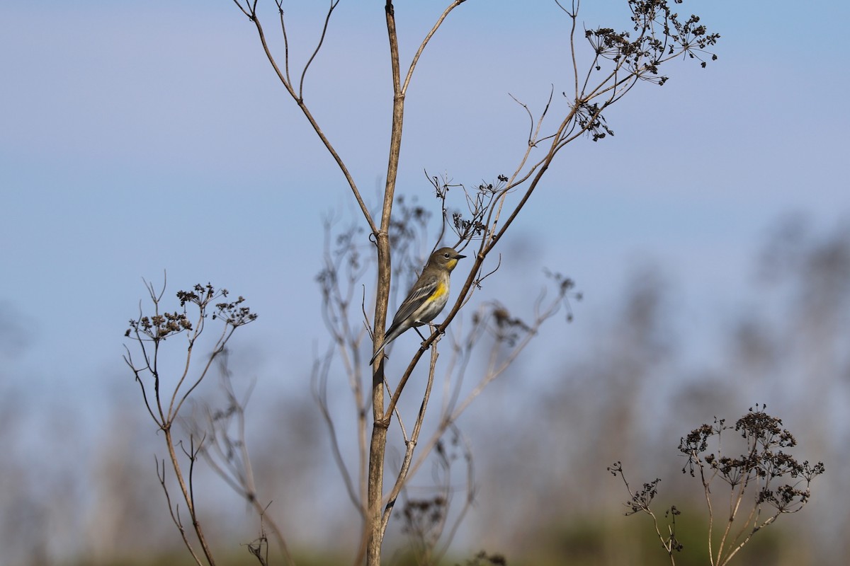 Yellow-rumped Warbler - ML624534277
