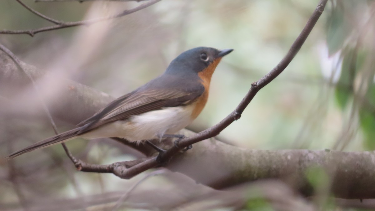 Satin Flycatcher - ML624534279