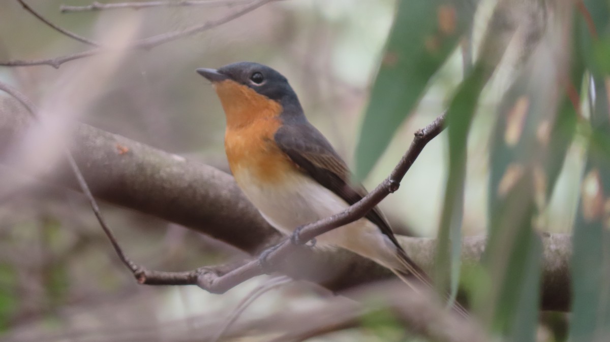 Satin Flycatcher - ML624534282