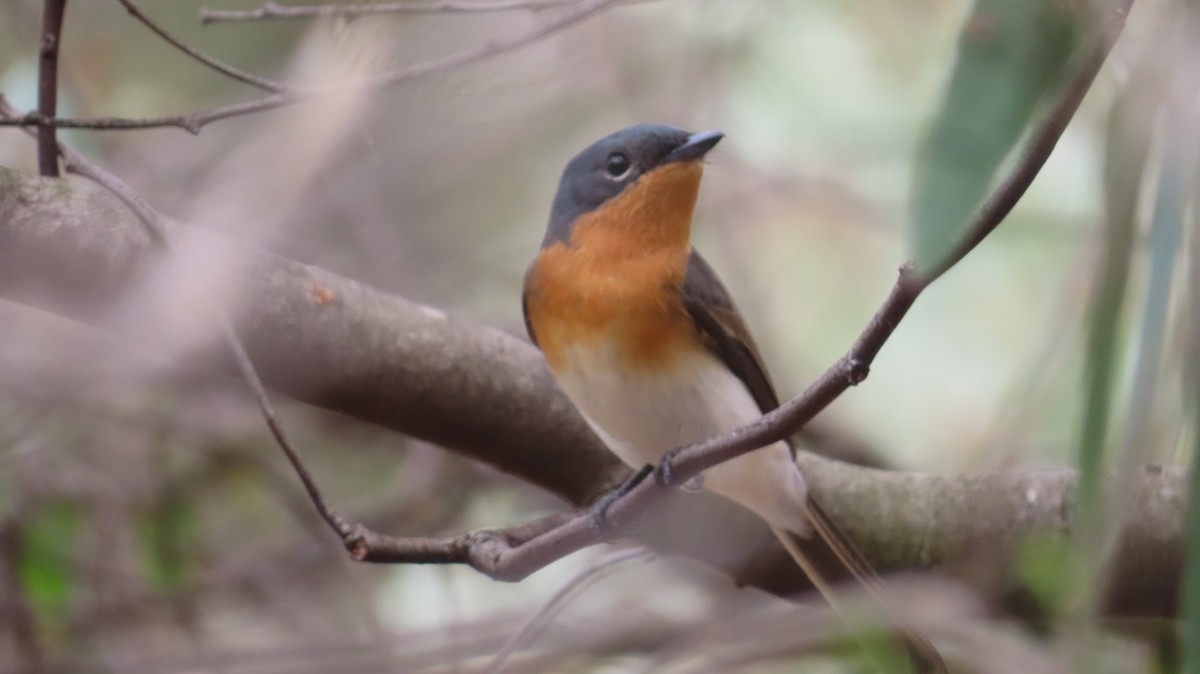 Satin Flycatcher - ML624534284