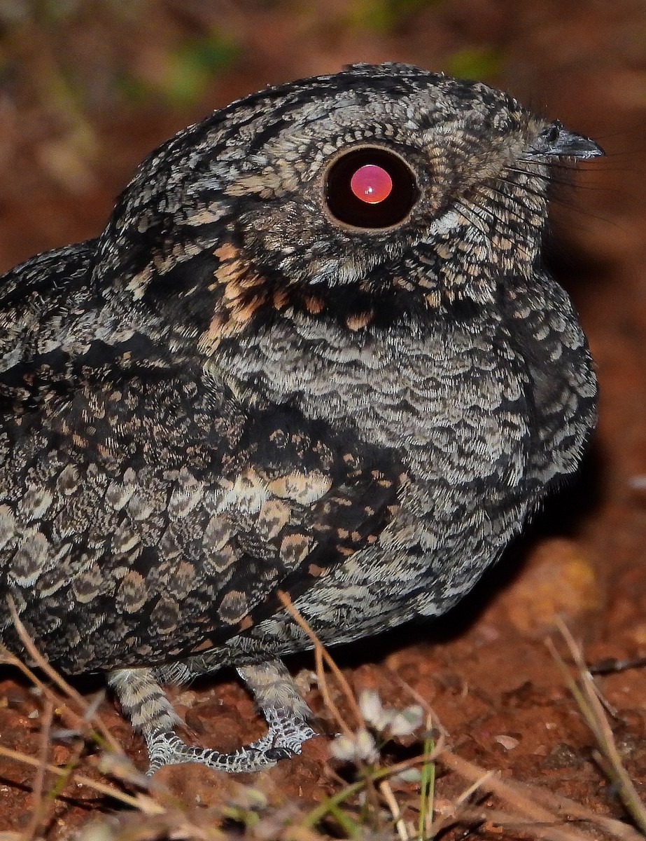 Jungle Nightjar - ML624534286