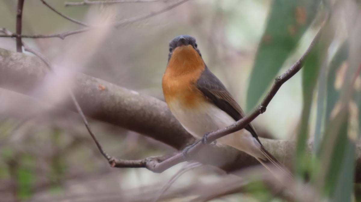 Satin Flycatcher - Laz Lefebure