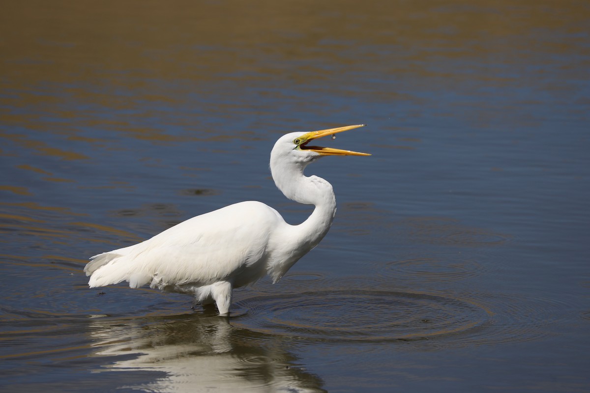 Great Egret - ML624534295