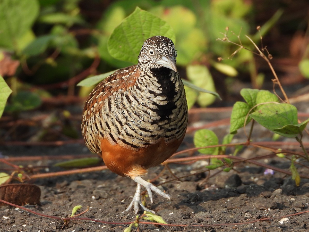 Barred Buttonquail - ML624534301