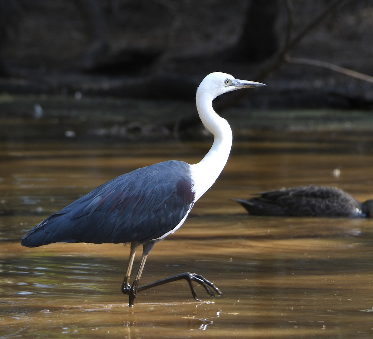 Pacific Heron - ML624534302