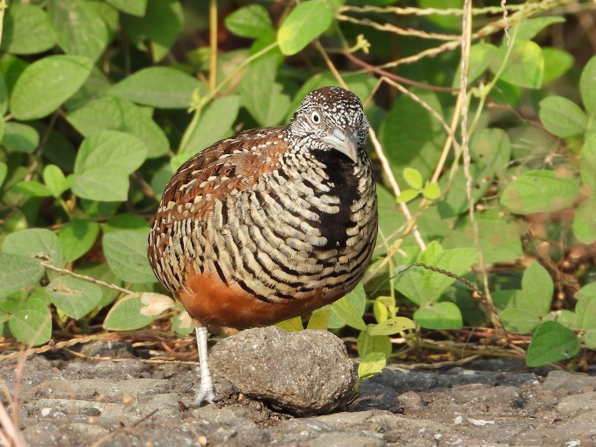 Barred Buttonquail - ML624534303