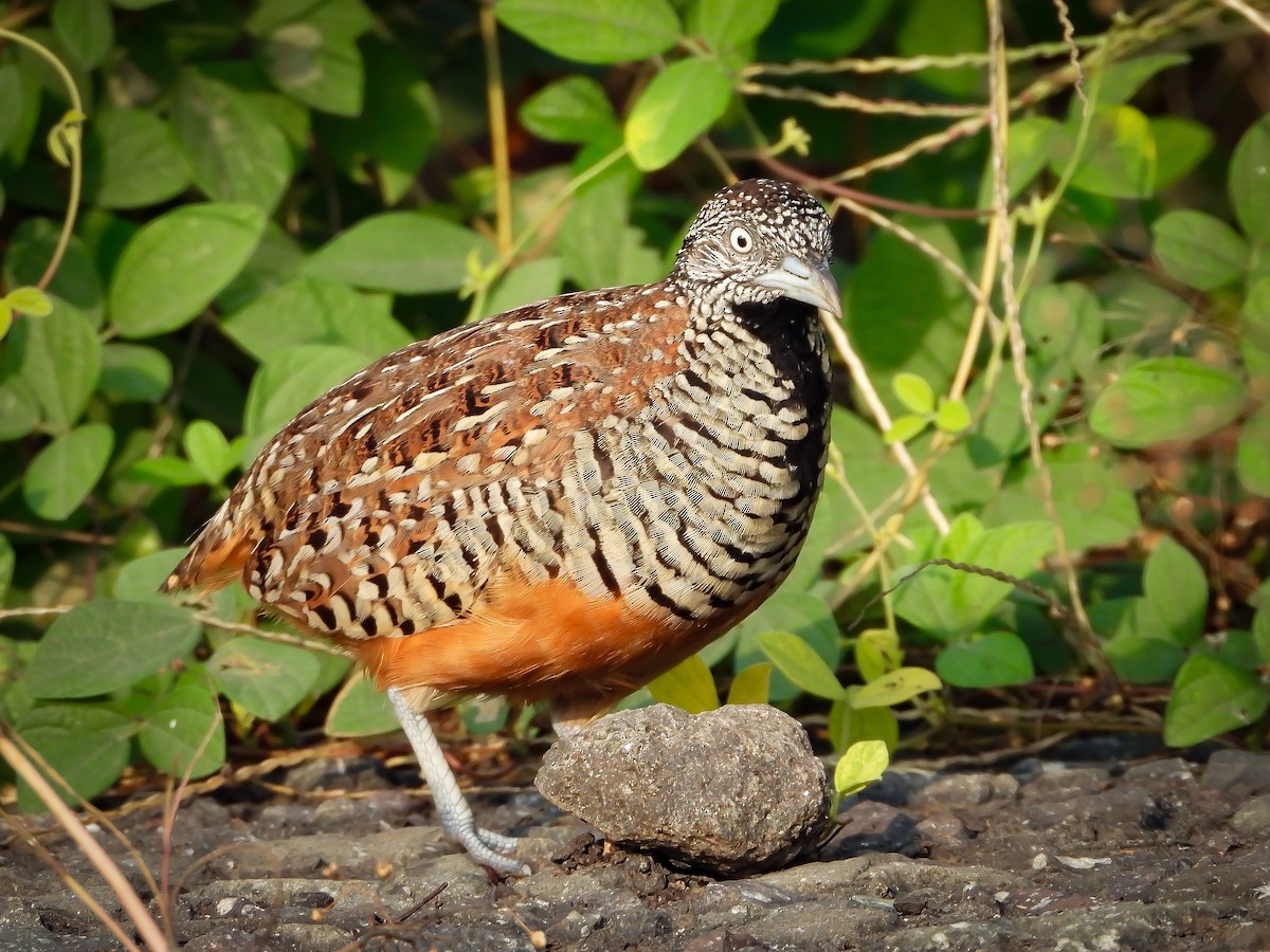 Barred Buttonquail - ML624534304