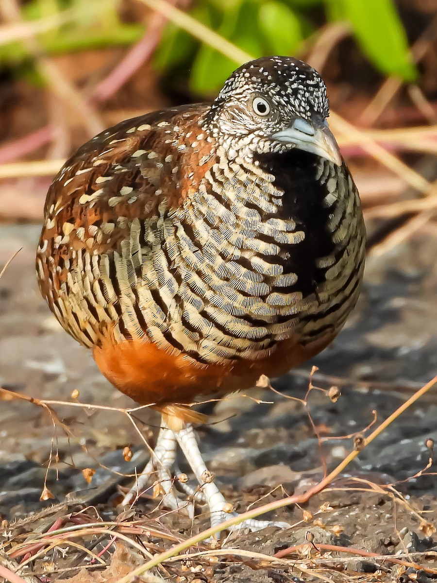 Barred Buttonquail - VAibhAV Patil