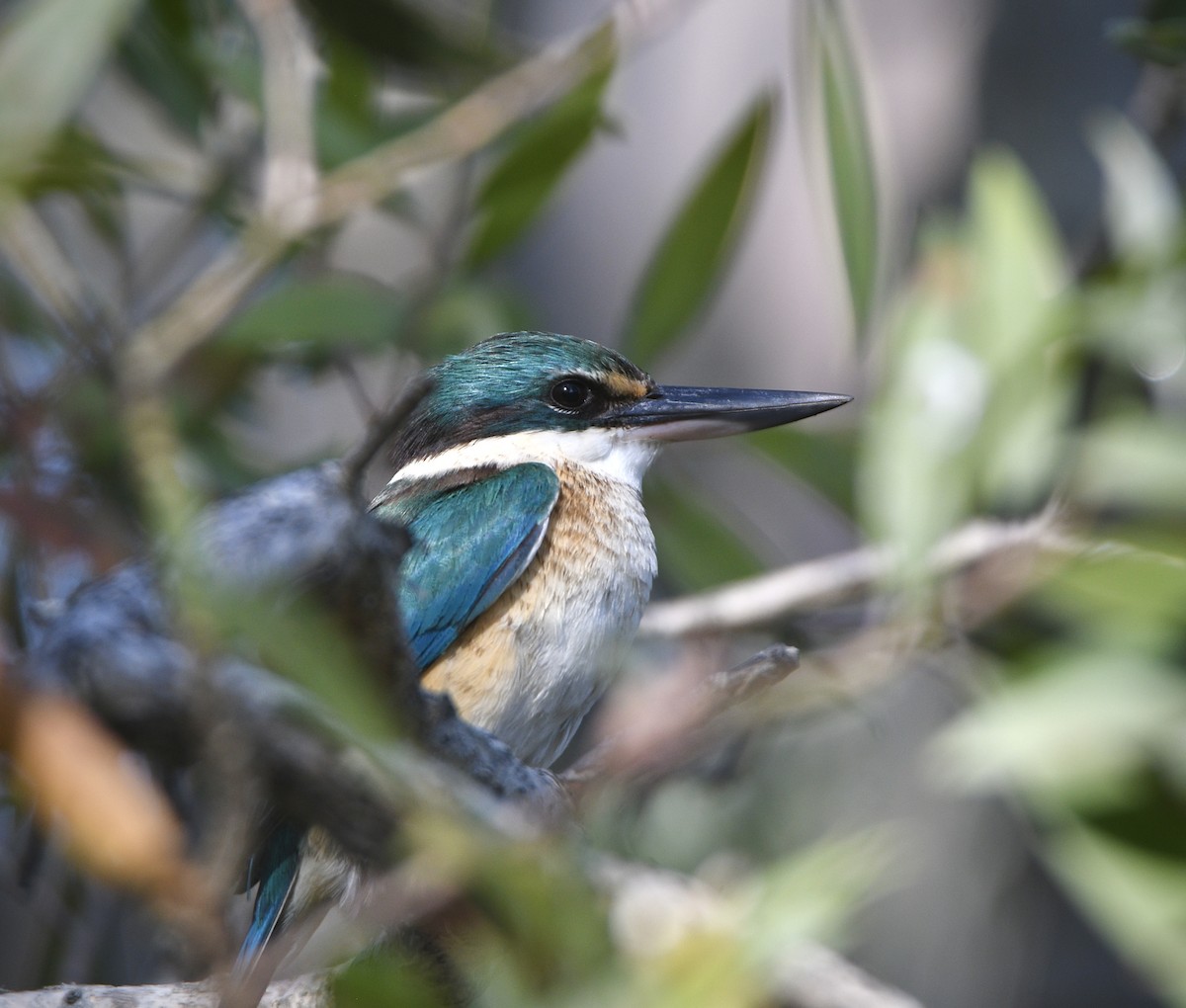 Sacred Kingfisher - ML624534306