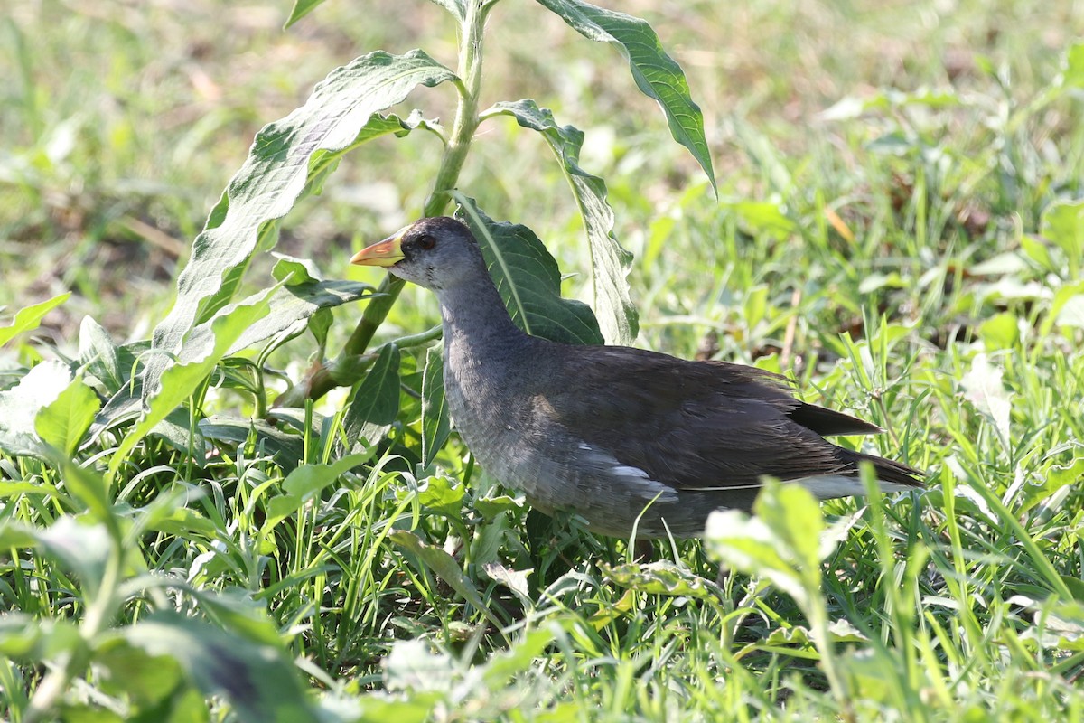 Lesser Moorhen - ML624534307