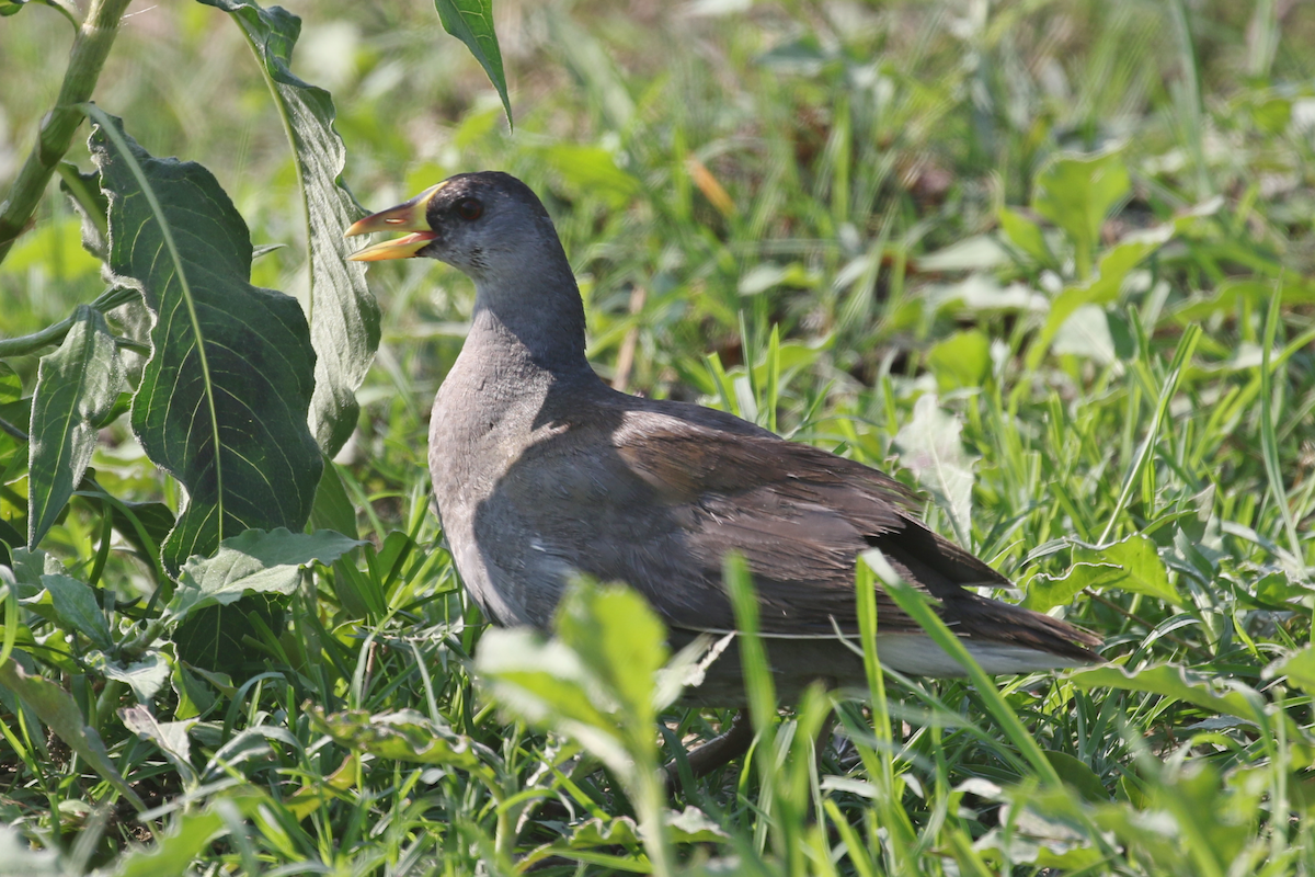 Lesser Moorhen - ML624534308