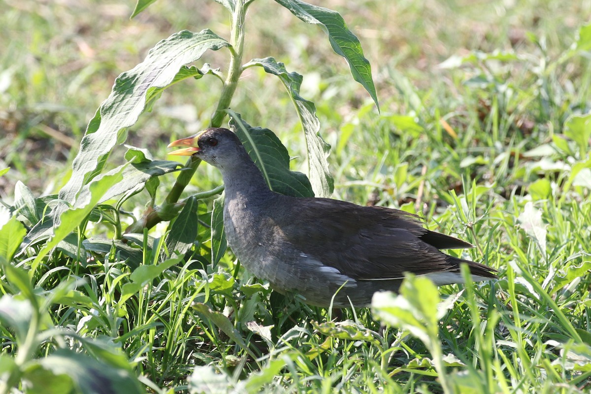 Lesser Moorhen - ML624534309