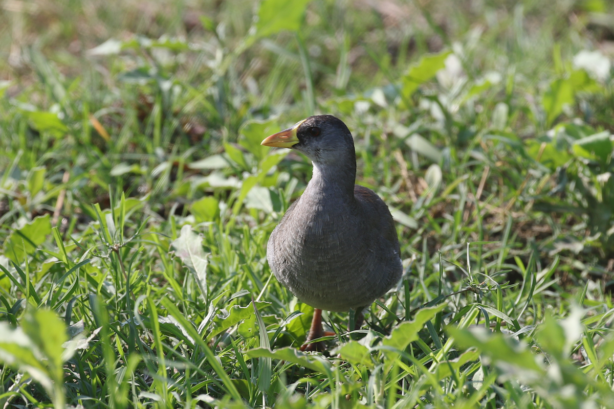 Lesser Moorhen - ML624534310