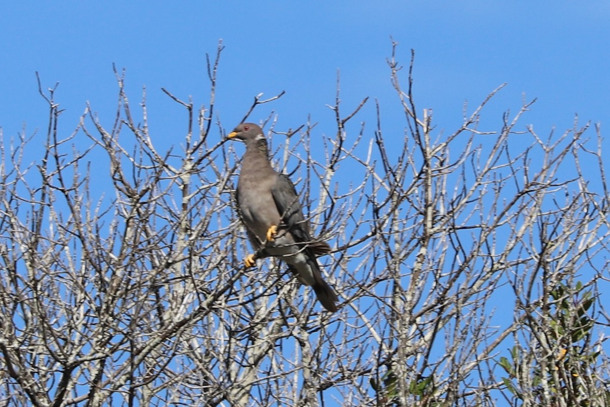 Band-tailed Pigeon - ML624534329