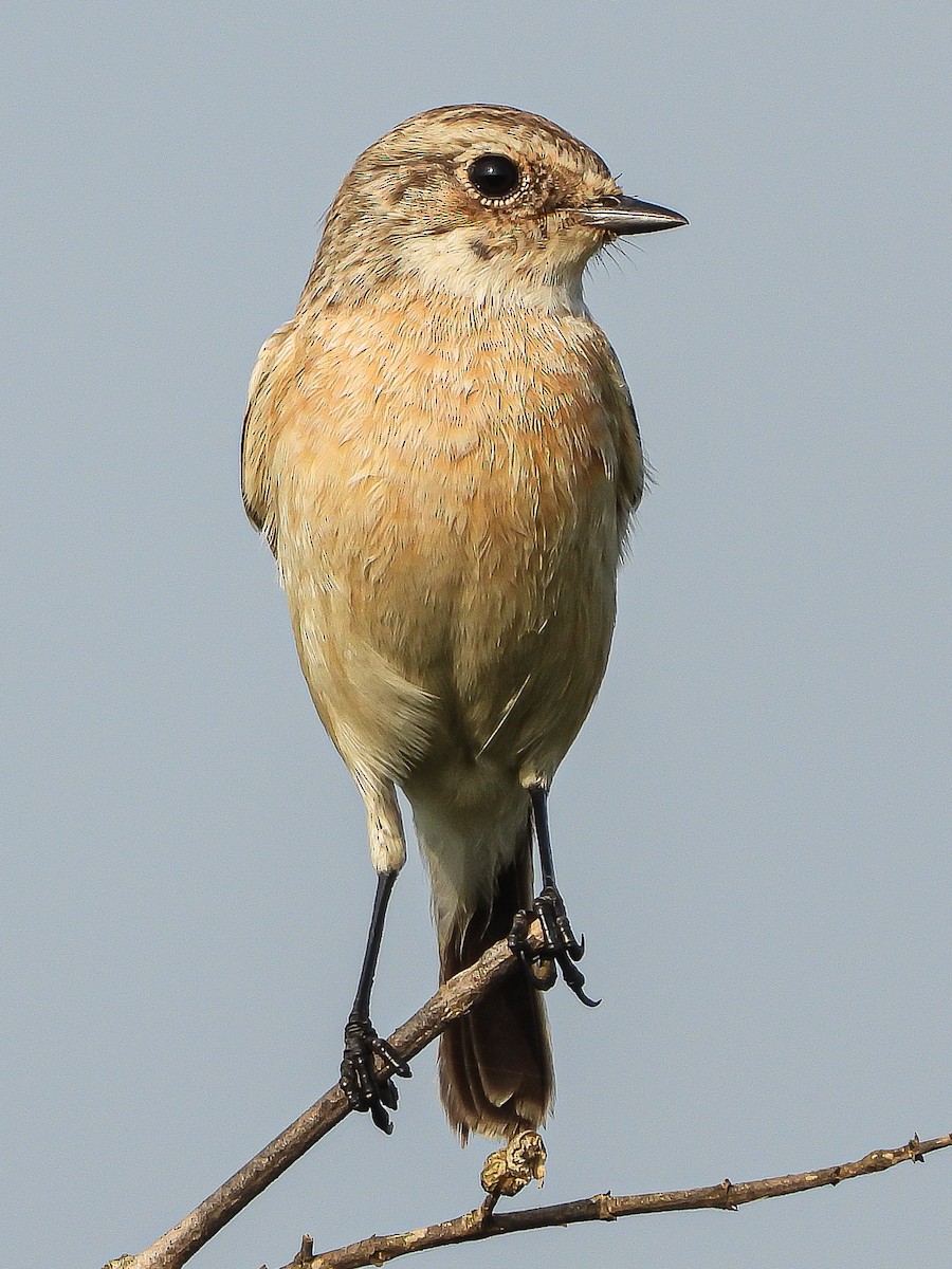 Siberian Stonechat - ML624534341