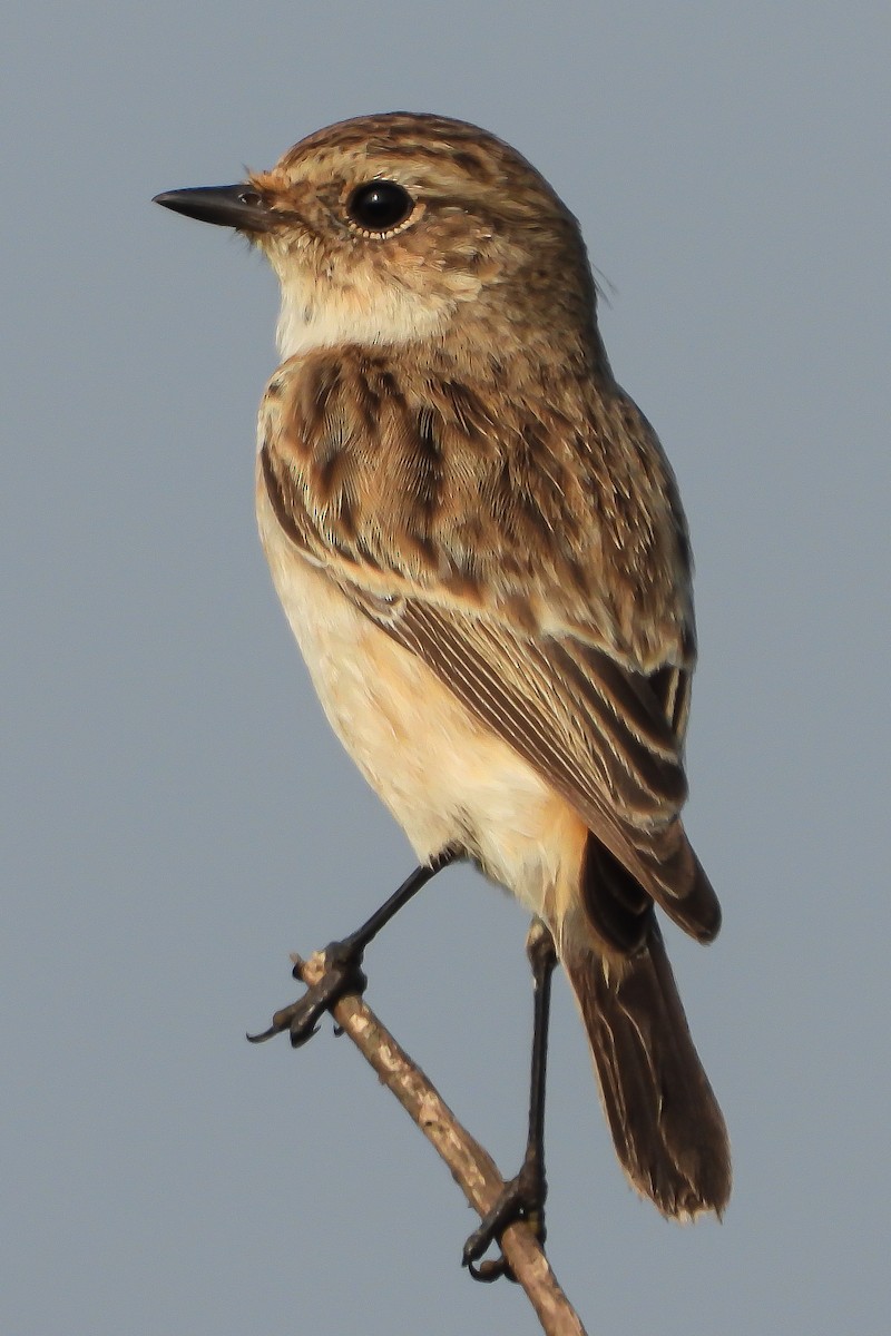 Siberian Stonechat - ML624534342