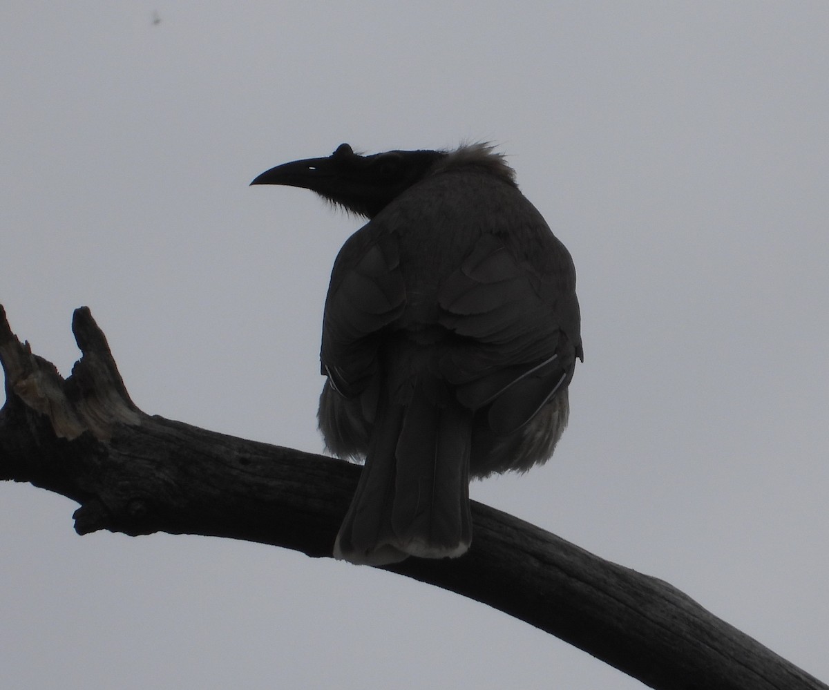 Noisy Friarbird - ML624534397