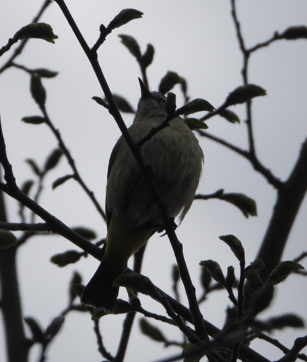 Yellow Thornbill - ML624534399