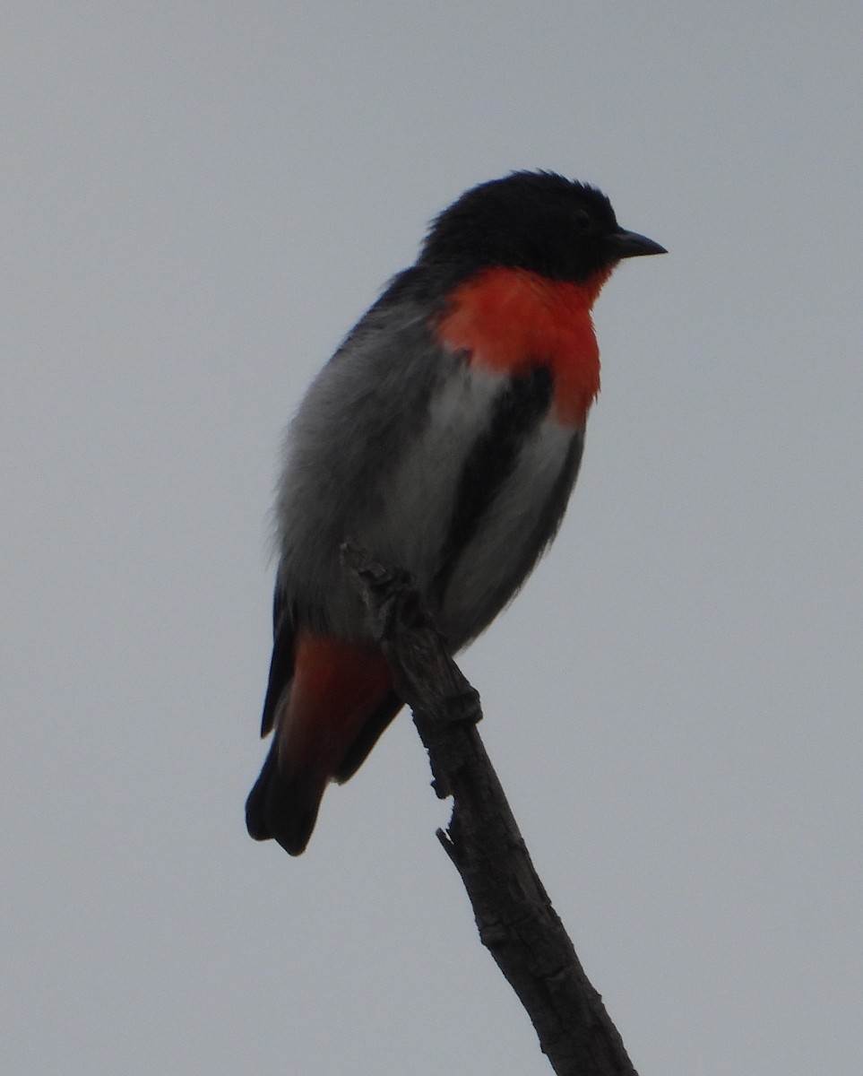 Mistletoebird - ML624534402