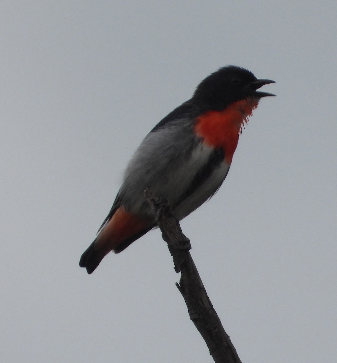 Mistletoebird - ML624534403