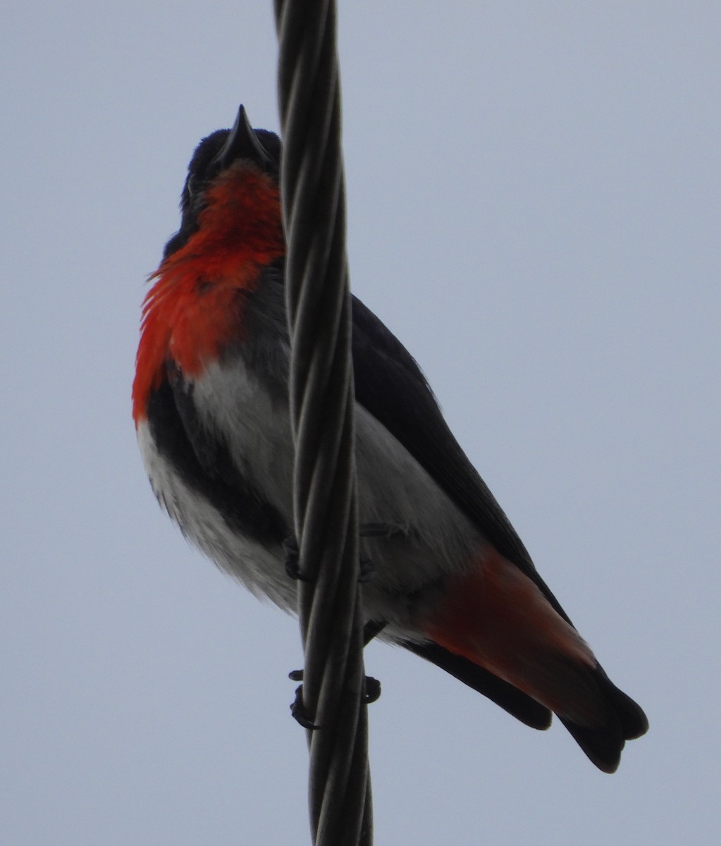 Mistletoebird - ML624534404