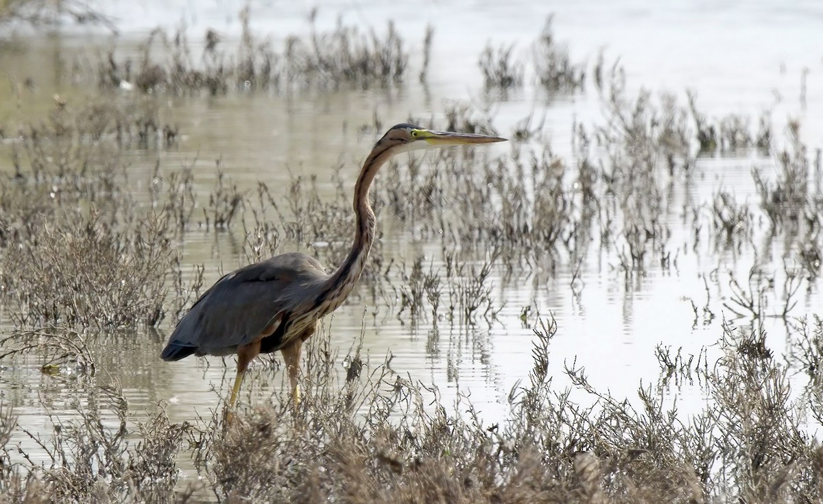 Purple Heron (Purple) - ML624534405