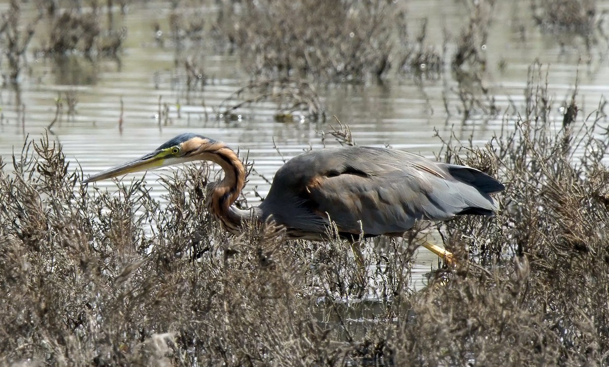 Purple Heron (Purple) - ML624534407