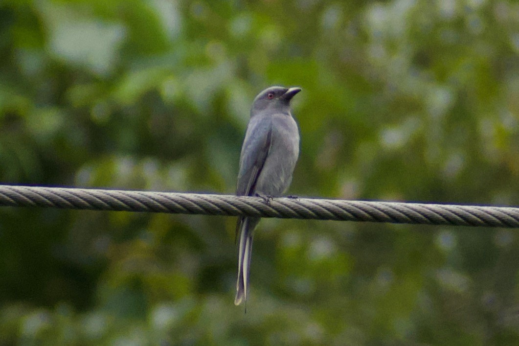 Drongo Cenizo - ML624534430