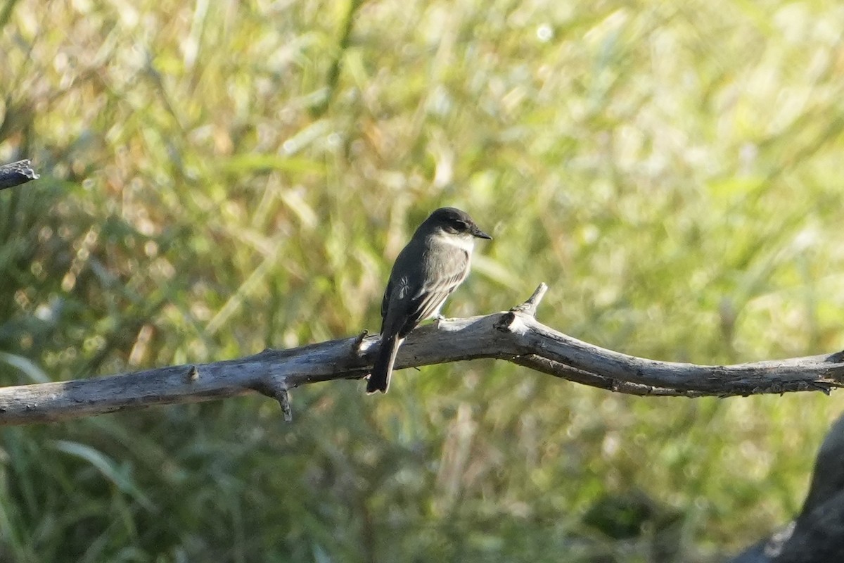 Eastern Phoebe - ML624534455