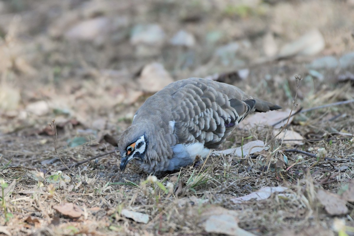 Squatter Pigeon - ML624534468