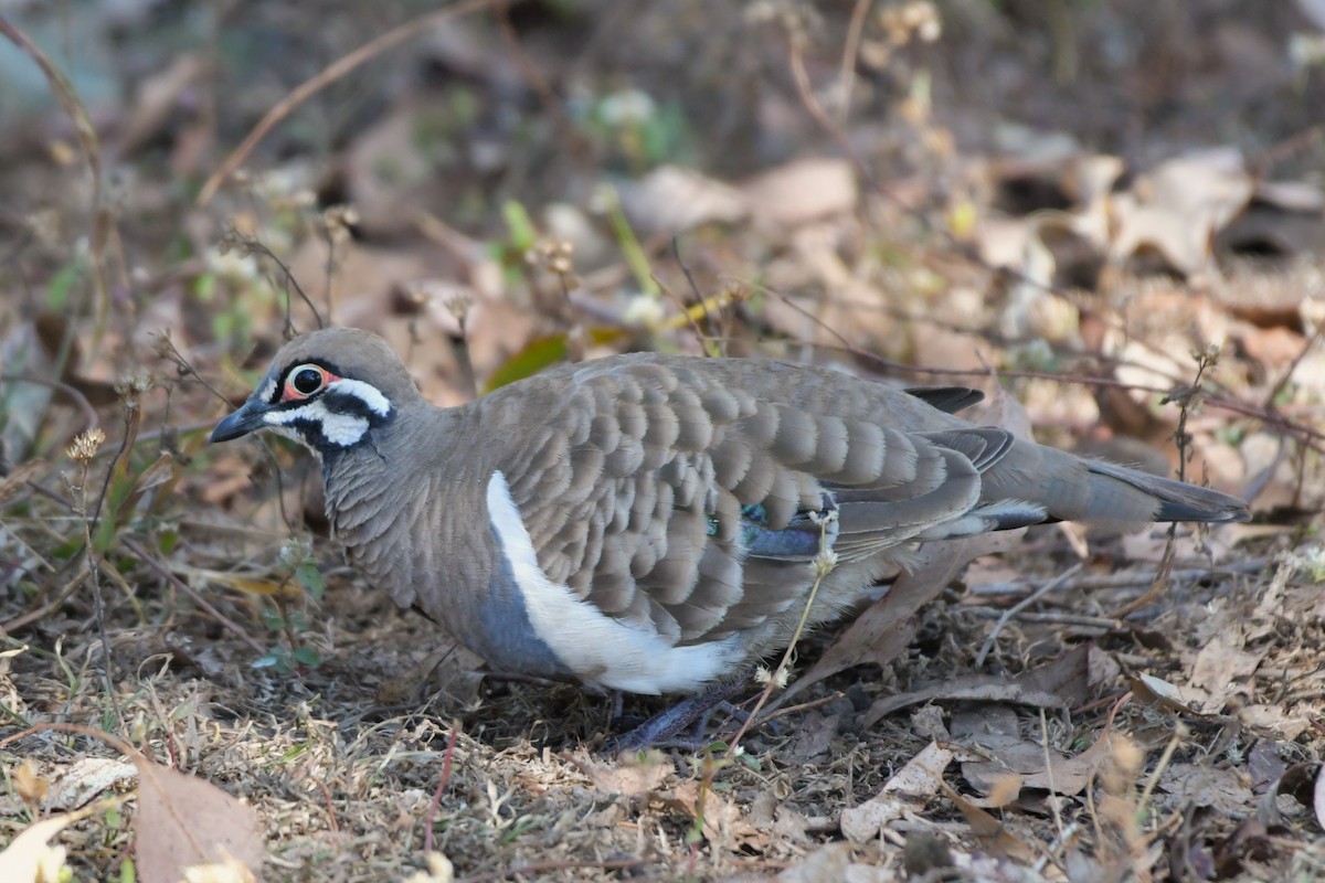 Squatter Pigeon - ML624534469