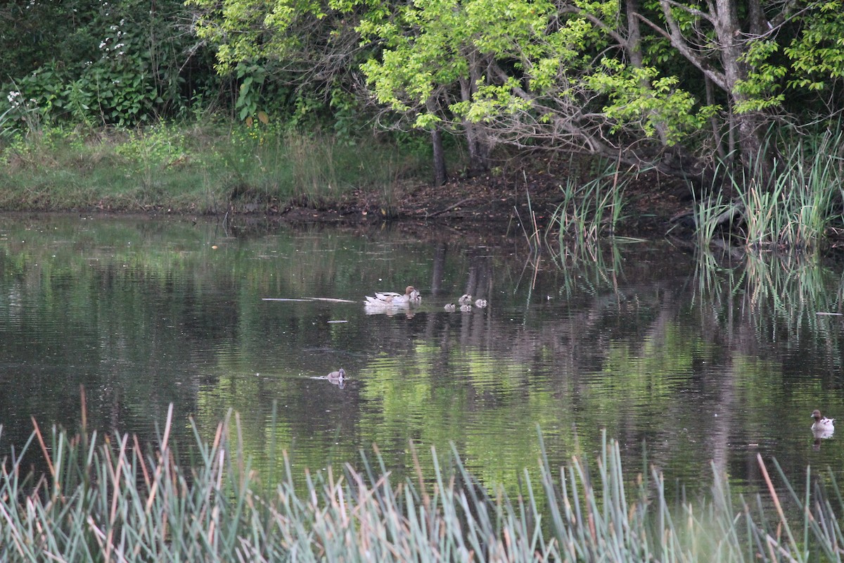 Maned Duck - ML624534470