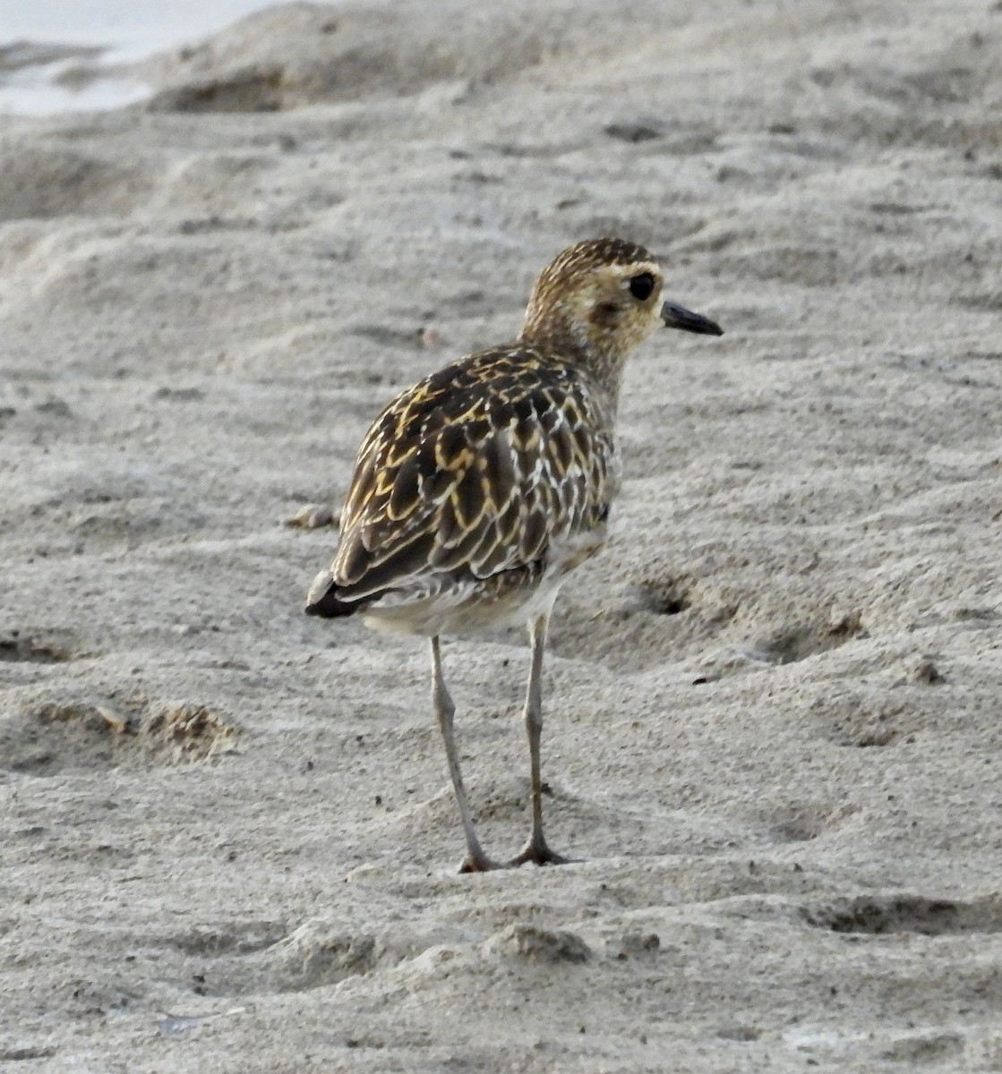 Pacific Golden-Plover - ML624534472