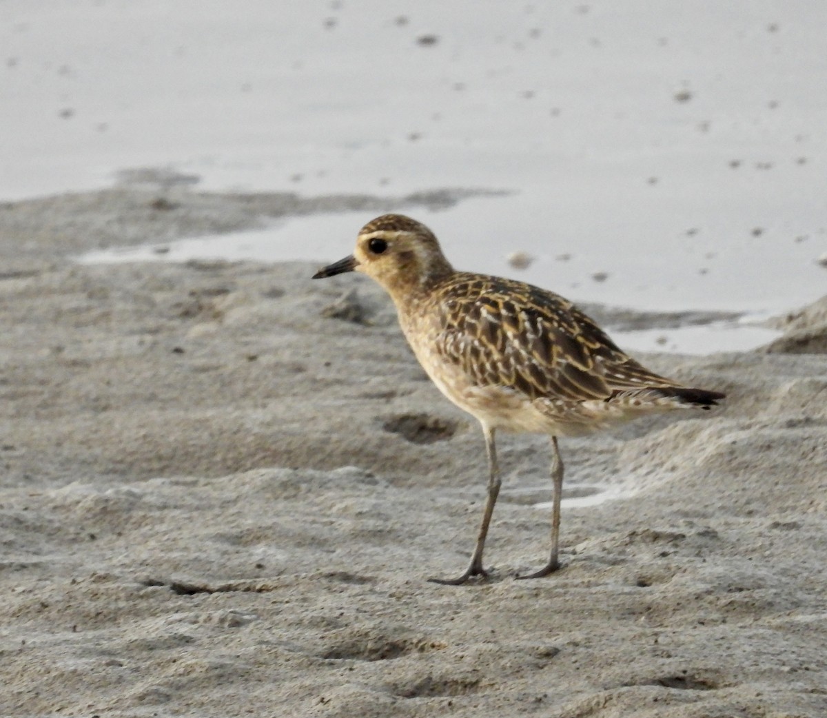 Pacific Golden-Plover - ML624534473