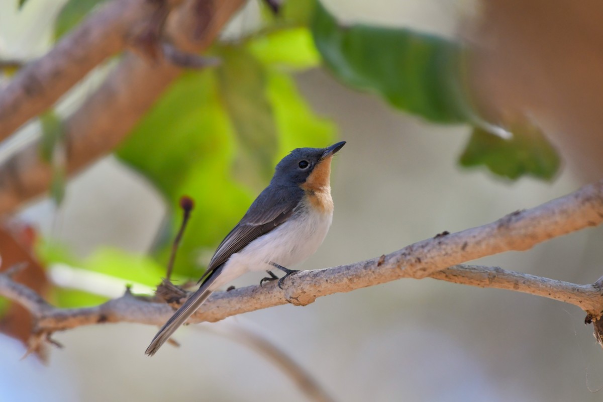 Leaden Flycatcher - ML624534481