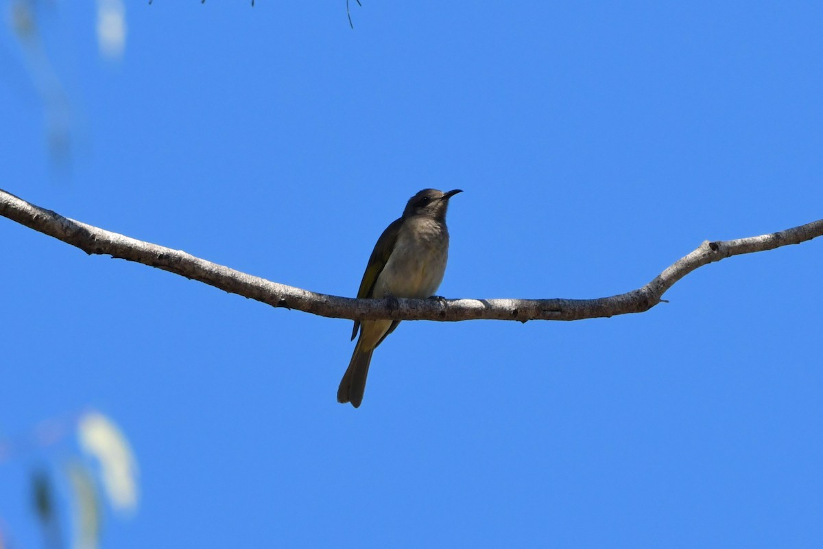 Brown Honeyeater - ML624534483