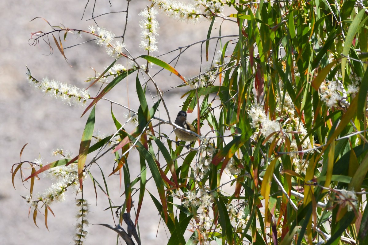 Brown Honeyeater - ML624534484